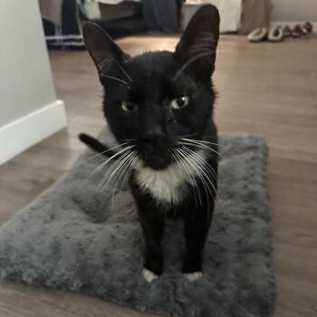 Pepe -  Domestic Short Hair Cat for Adoption in Los Angeles, California - Pepe | PetCurious