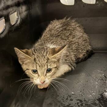 Orbit -  Domestic Short Hair Cat for Adoption in Lake Jackson, Texas - Orbit | PetCurious