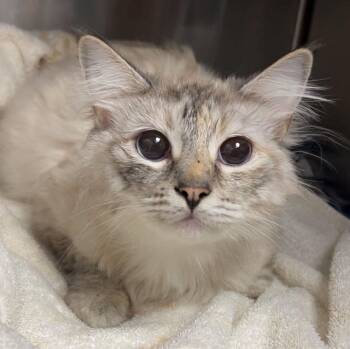 Alaska -  Domestic Long Hair and Siamese Cat for Adoption in Kansas City, Kansas - Alaska | PetCurious