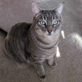 Rescue Domestic Short Hair Cats for Adoption in Redlands, California - Lena | PetCurious