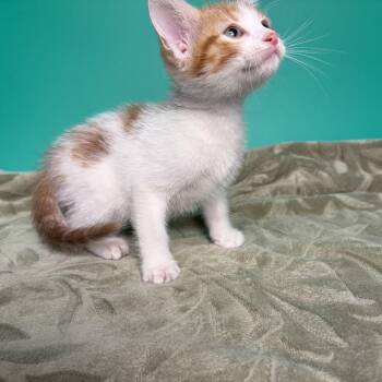 Moe -  Domestic Short Hair Cat for Adoption in San Antonio, Texas - Moe | PetCurious