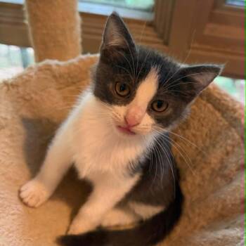 Bella -  Domestic Short Hair Cat for Adoption in Bentonville, Arkansas - Bella | PetCurious