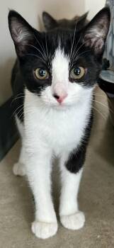 Oaklei -  Tuxedo Cat for Adoption in Sandusky, Michigan - Oaklei | PetCurious