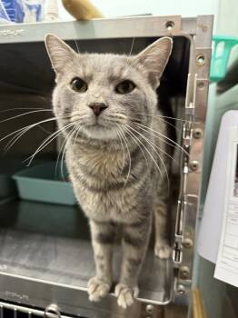 Rescue Domestic Short Hair Cats for Adoption in West Mifflin, Pennsylvania - Sherman | PetCurious
