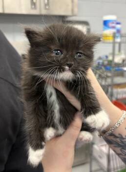 Bologna -  Domestic Short Hair Cat for Adoption in Lawrenceville, Georgia - Bologna | PetCurious