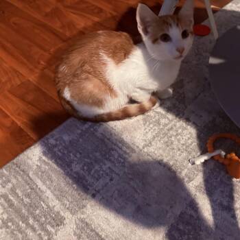 Munchie -  Domestic Short Hair Cat for Adoption in Melbourne, Kentucky - Munchie | PetCurious