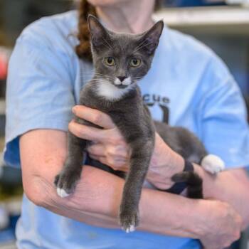 Rescue Domestic Short Hair Cats for Adoption in Hamilton Township, New Jersey - PATCH | PetCurious