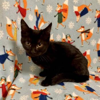 Elfy -  Domestic Short Hair Cat for Adoption in Newberg, Oregon - Elfy | PetCurious