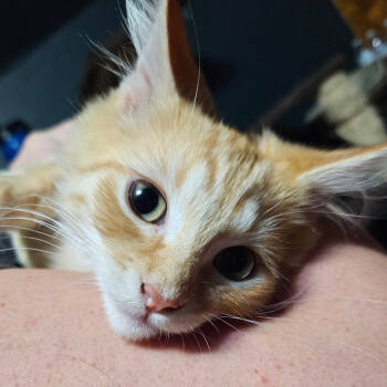 Rescue Domestic Short Hair Cats for Adoption in Ashland, Oregon - Supercharged | PetCurious