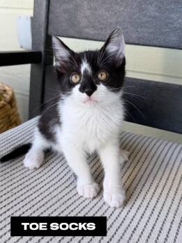 Toe Socks -  Domestic Short Hair Cat for Adoption in San Jacinto, California - Toe Socks | PetCurious