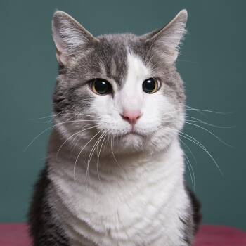 Rescue Domestic Short Hair Cats for Adoption in Kanab, Utah - Highway | PetCurious