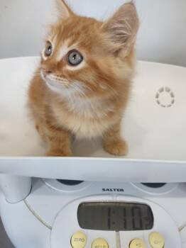 Stitches -  Domestic Medium Hair Cat for Adoption in Cleveland, Tennessee - Stitches | PetCurious