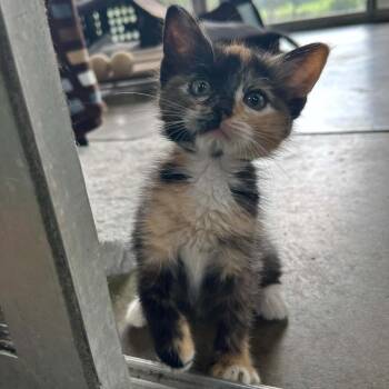 Pistachio-6106 -  Domestic Short Hair Cat for Adoption in Tyler, Texas - Pistachio-6106 | PetCurious