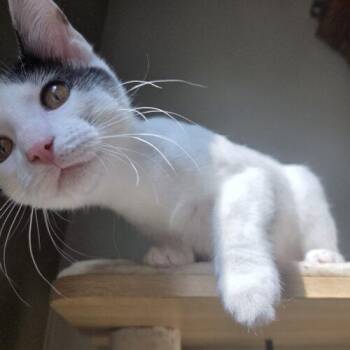 Mellow -  Domestic Short Hair Cat for Adoption in Canal Winchester, Ohio - Mellow | PetCurious