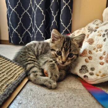 Marshal-C -  Domestic Short Hair Cat for Adoption in East St. Louis, Illinois - Marshal-C | PetCurious