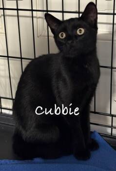 Cubbie -  Domestic Short Hair Cat for Adoption in Pawleys Island, South Carolina - Cubbie | PetCurious
