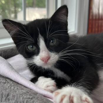 Darcie -  Domestic Short Hair Cat for Adoption in Richmond, Virginia - Darcie | PetCurious