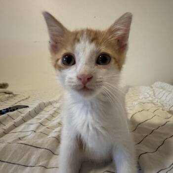 Zelle -  Domestic Short Hair Cat for Adoption in Westminster, California - Zelle | PetCurious