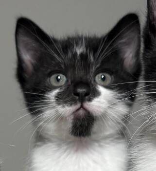 Rescue Domestic Short Hair Cats for Adoption in Lemont, Illinois - Nico | PetCurious