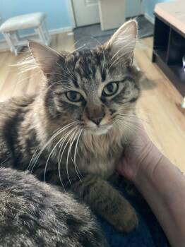 Maine Coon and Domestic Long Hair Cats Available for Adoption in Woodinville, Washington - Emmett  | PetCurious