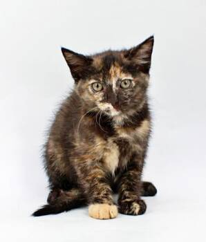 Blackberry -  Domestic Short Hair Cat for Adoption in Morton Grove, Illinois - Blackberry | PetCurious