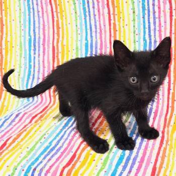 Domestic Short Hair Cats Available for Adoption in Folsom, Louisiana - Tempe | PetCurious