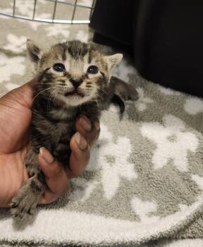 Chetzemoka -  Domestic Short Hair Cat for Adoption in Silverdale, Washington - Chetzemoka | PetCurious
