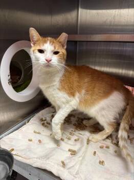 Domestic Short Hair Cats Available for Adoption - JENNY MURRAY | PetCurious