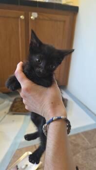 Rescue Domestic Short Hair Cats for Adoption in Luling, Texas - Munchkin | PetCurious