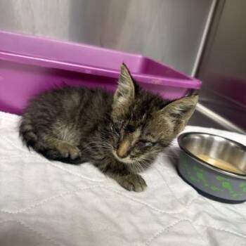 Little Debbie -  American Shorthair Cat for Adoption in Donalsonville, Georgia - Little Debbie | PetCurious