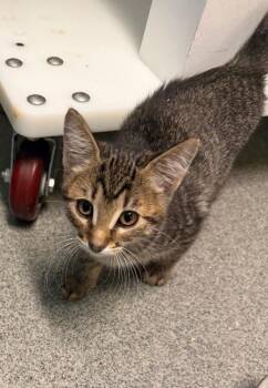 Maven -  Domestic Short Hair Cat for Adoption in Fort Collins, Colorado - Maven | PetCurious