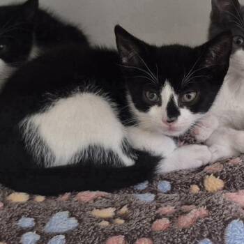 Yeah-Yeah -  Domestic Short Hair Cat for Adoption in Newark, New Jersey - Yeah-Yeah | PetCurious