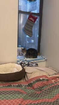 Domestic Medium Hair Cats Available for Adoption - Mila | PetCurious