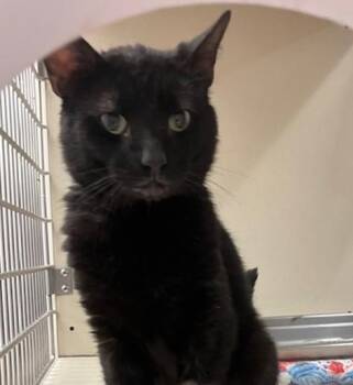 BEETLEJUICE -  Domestic Short Hair Cat for Adoption in Springfield, Massachusetts - BEETLEJUICE | PetCurious