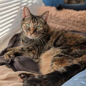 Halo -  Domestic Short Hair and Mixed Breed Cat for Adoption in Philadelphia, Pennsylvania - Halo | PetCurious