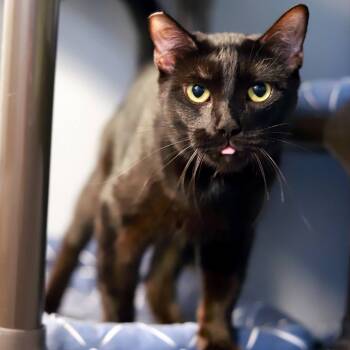 Rescue Domestic Medium Hair Cats for Adoption in Los Angeles, California - Sir Moos-a-Lot | PetCurious