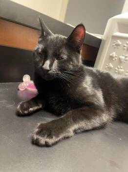 Domestic Short Hair Cats Available for Adoption - Ratz | PetCurious