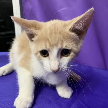 laces -  Domestic Short Hair Cat for Adoption in North Myrtle Beach, South Carolina - Laces | PetCurious