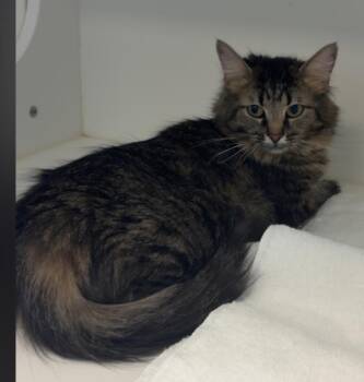 Domestic Medium Hair Cats Available for Adoption in Greenfield, Indiana - Lolly | PetCurious