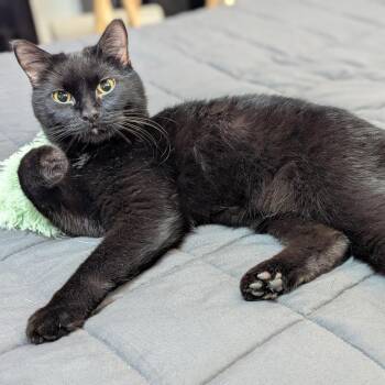 Cinna -  Domestic Short Hair Cat for Adoption in Eagle Mountain, Utah - Cinna | PetCurious