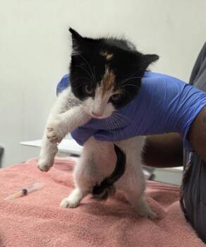 Pumpkin -  Domestic Short Hair Cat for Adoption in Sacramento, California - Pumpkin | PetCurious