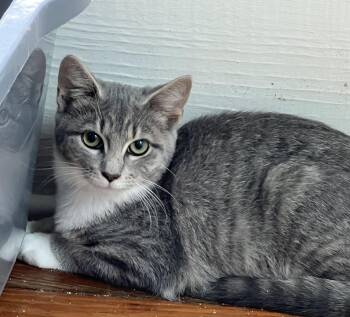 Rescue Tabby Cats for Adoption in Oriental, North Carolina - Kelly | PetCurious