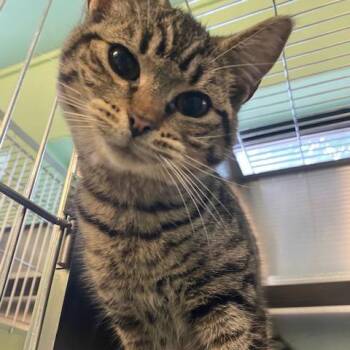Crouton -  Domestic Short Hair Cat for Adoption in Dayton, Ohio - Crouton | PetCurious