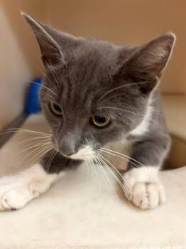 MOCHI -  Domestic Short Hair Cat for Adoption in Columbia, South Carolina - MOCHI | PetCurious