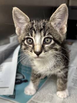 Rescue Domestic Short Hair Cats for Adoption in Wichita, Kansas - Spicy Meatball | PetCurious