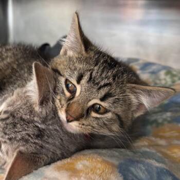 Pancho -  Domestic Short Hair Cat for Adoption in Chicago, Illinois - Pancho | PetCurious