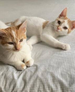 Rescue Domestic Short Hair Cats for Adoption in Cincinnati, Ohio - Georgia And Frida | PetCurious