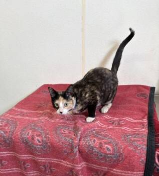 Lilac - Calico with Blue Collar - #20 -  Calico Cat for Adoption in Mitchell, South Dakota - Lilac - Calico With Blue Collar - #20 | PetCurious