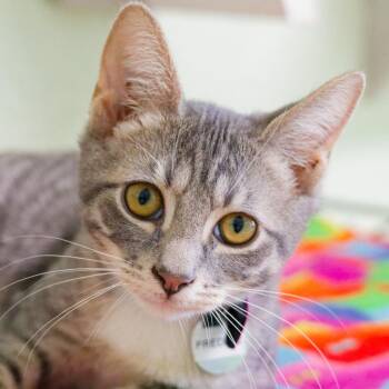 Freddie -  Domestic Short Hair Cat for Adoption in Hot Springs, Arkansas - Freddie | PetCurious