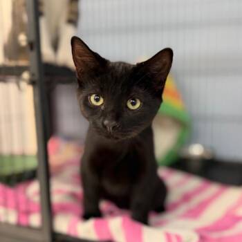 Finneas -  Domestic Short Hair Cat for Adoption in Portage, Michigan - Finneas | PetCurious